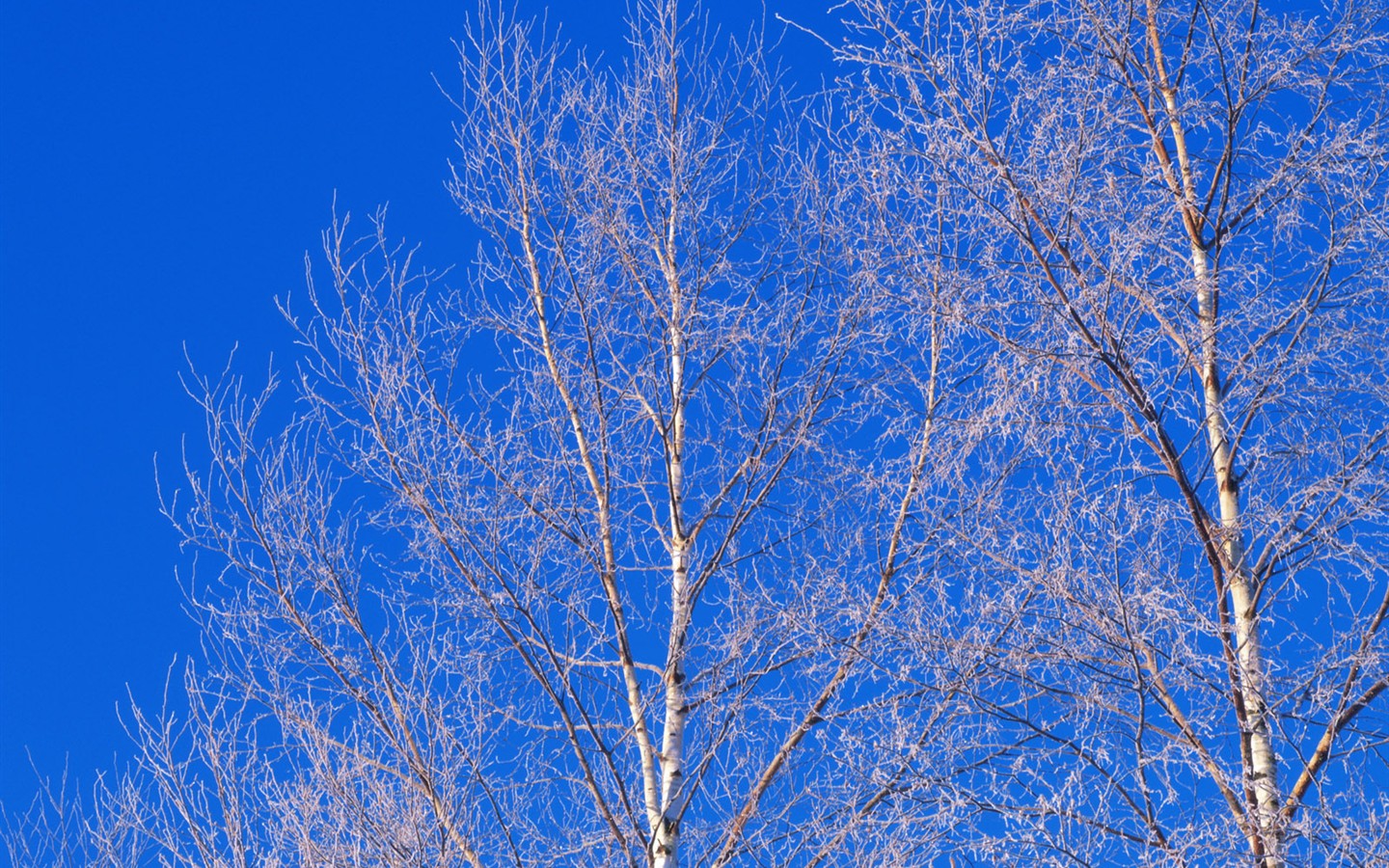 Снег лесной обои (2) #11 - 1440x900