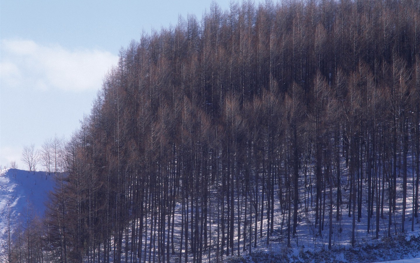 forêt, la neige fond d'écran (2) #18 - 1440x900