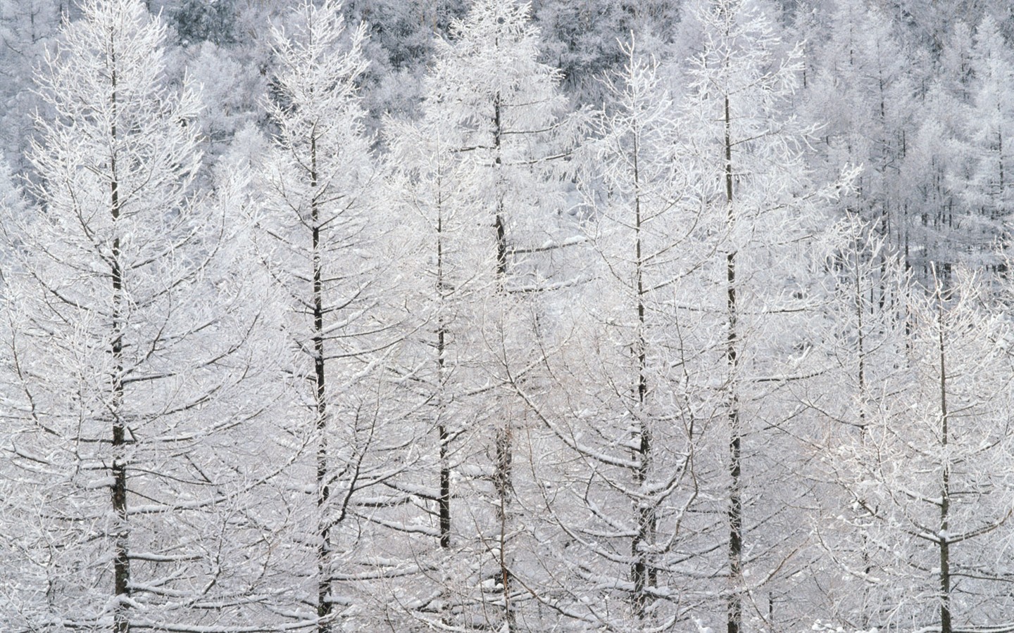 Снег лесной обои (2) #19 - 1440x900