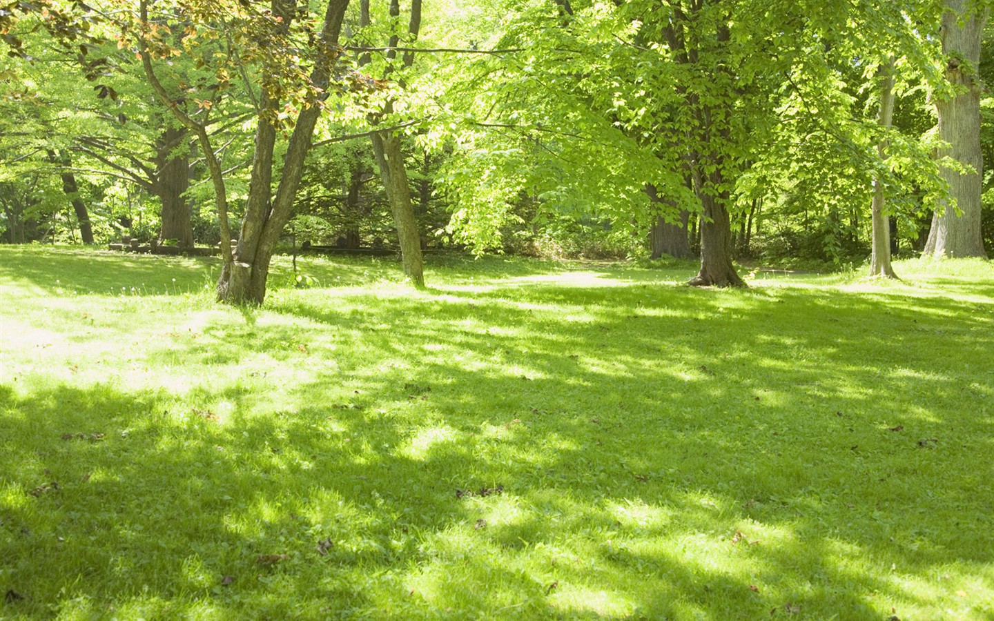 zelená tráva tapety (1) #8 - 1440x900