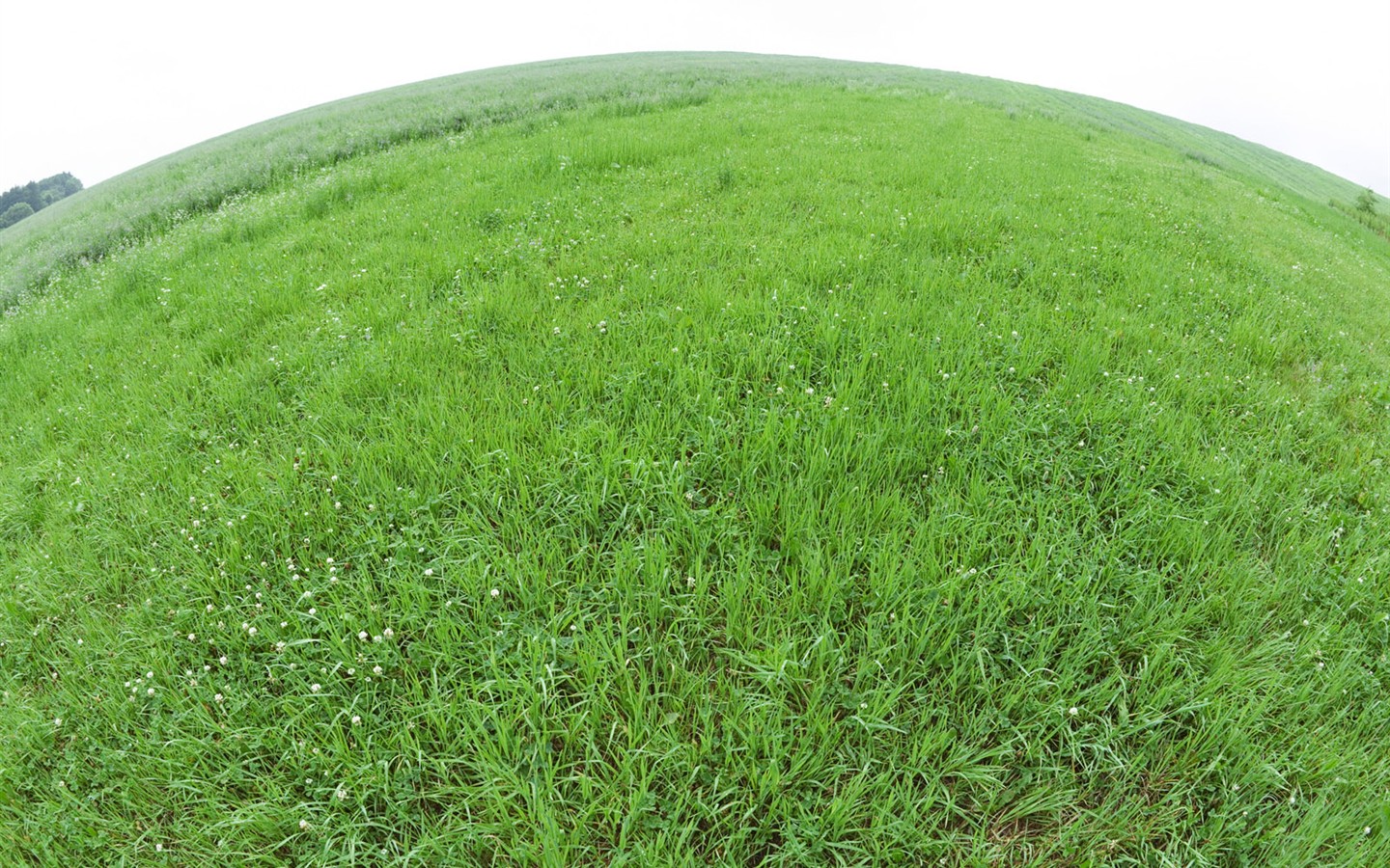 Green Grass fondo de pantalla (1) #11 - 1440x900