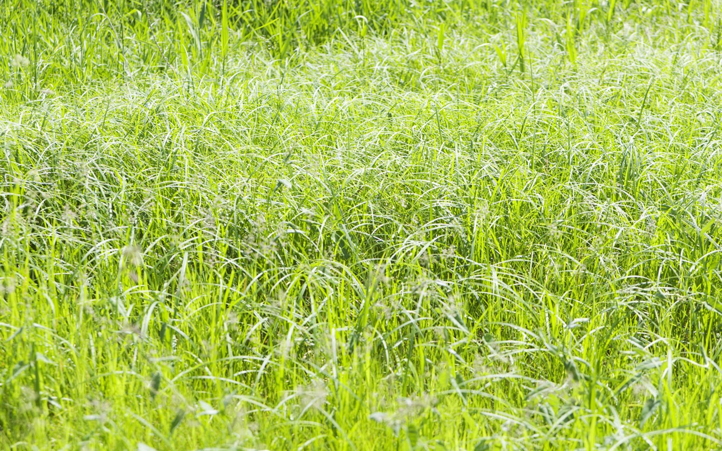 Green Grass fondo de pantalla (4) #7 - 1440x900