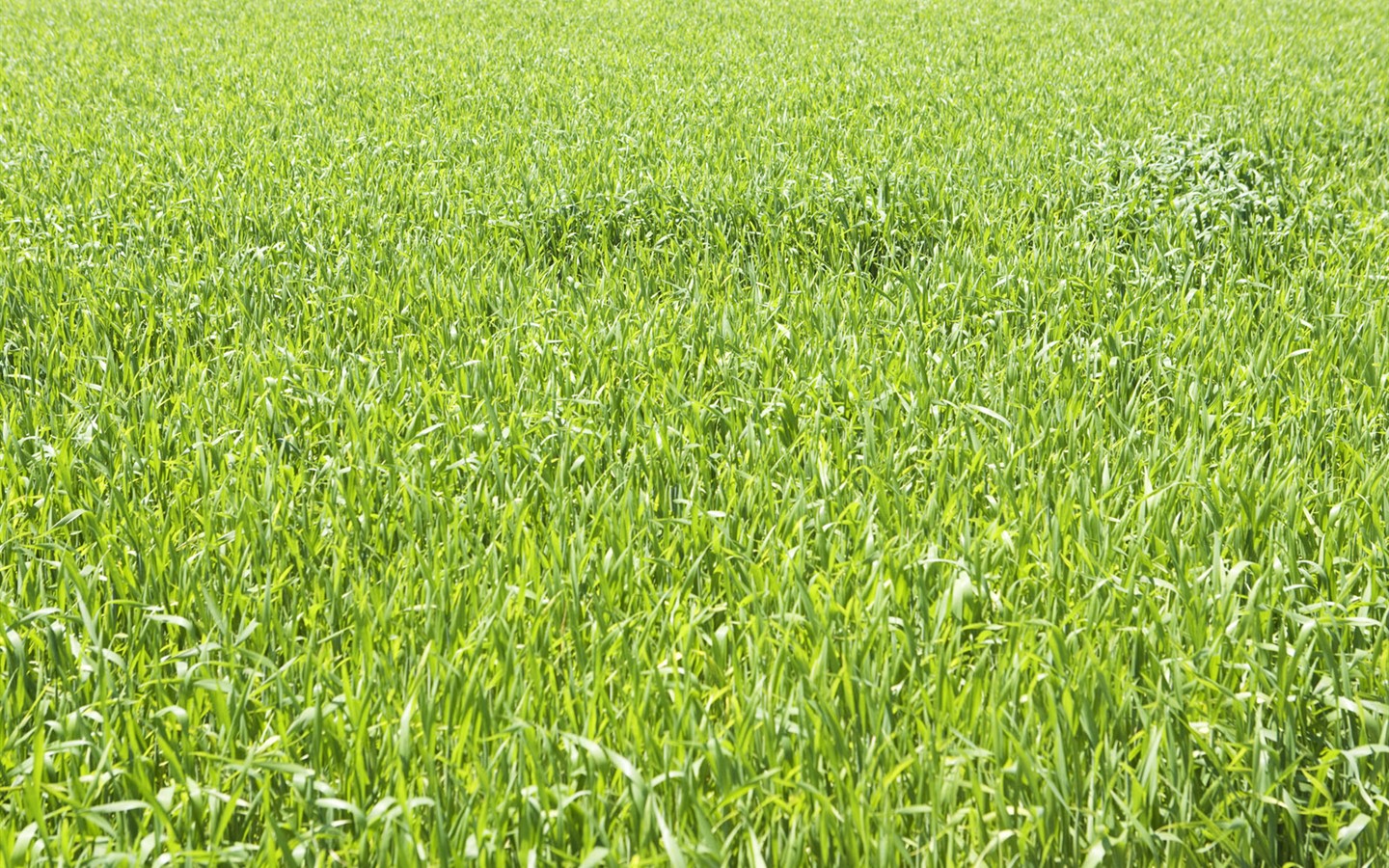 Green Grass Tapete (4) #8 - 1440x900