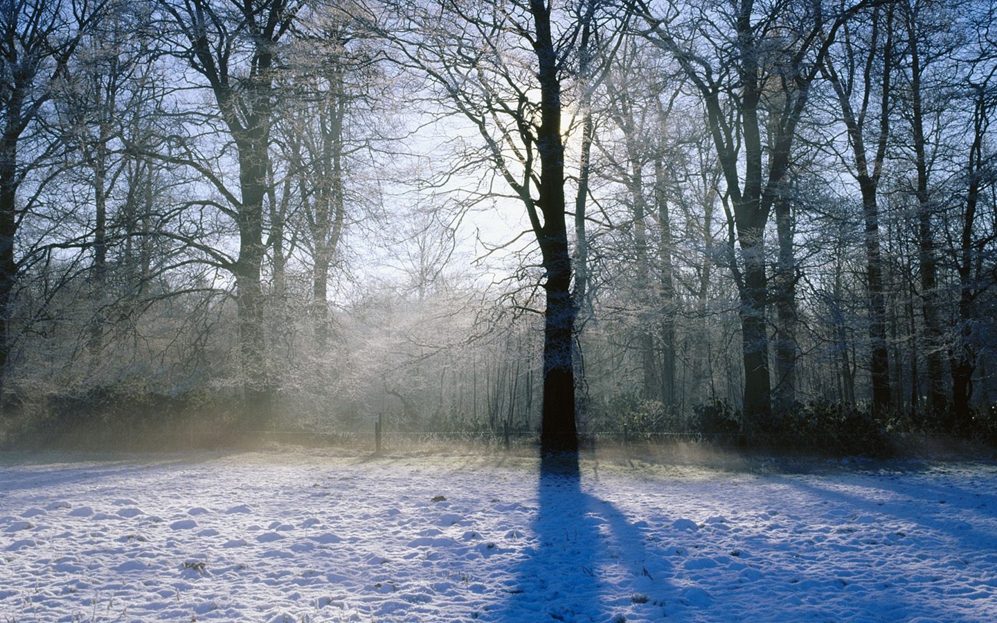 Sníh lesa tapetu (3) #1 - 1440x900
