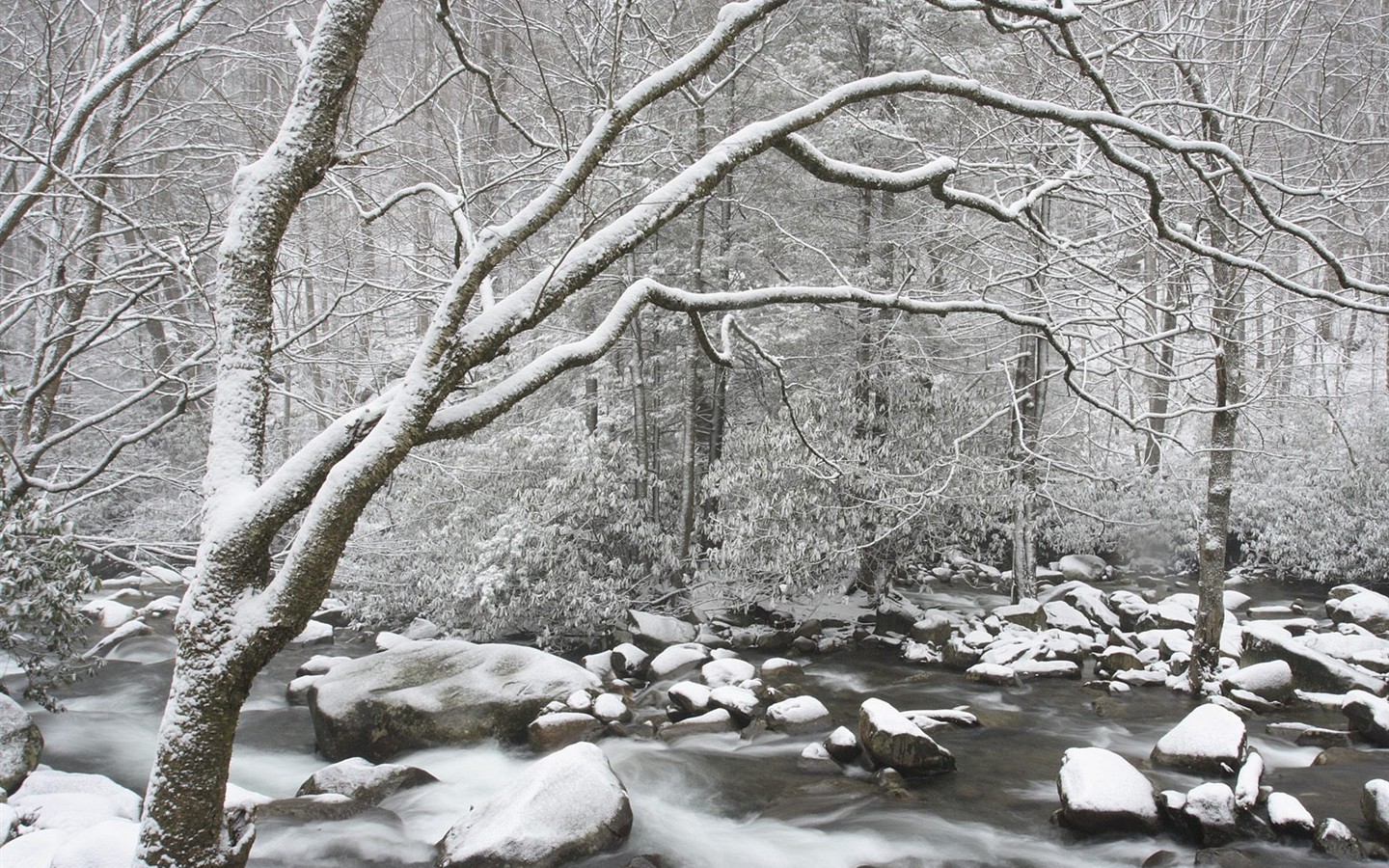 Sníh lesa tapetu (3) #12 - 1440x900