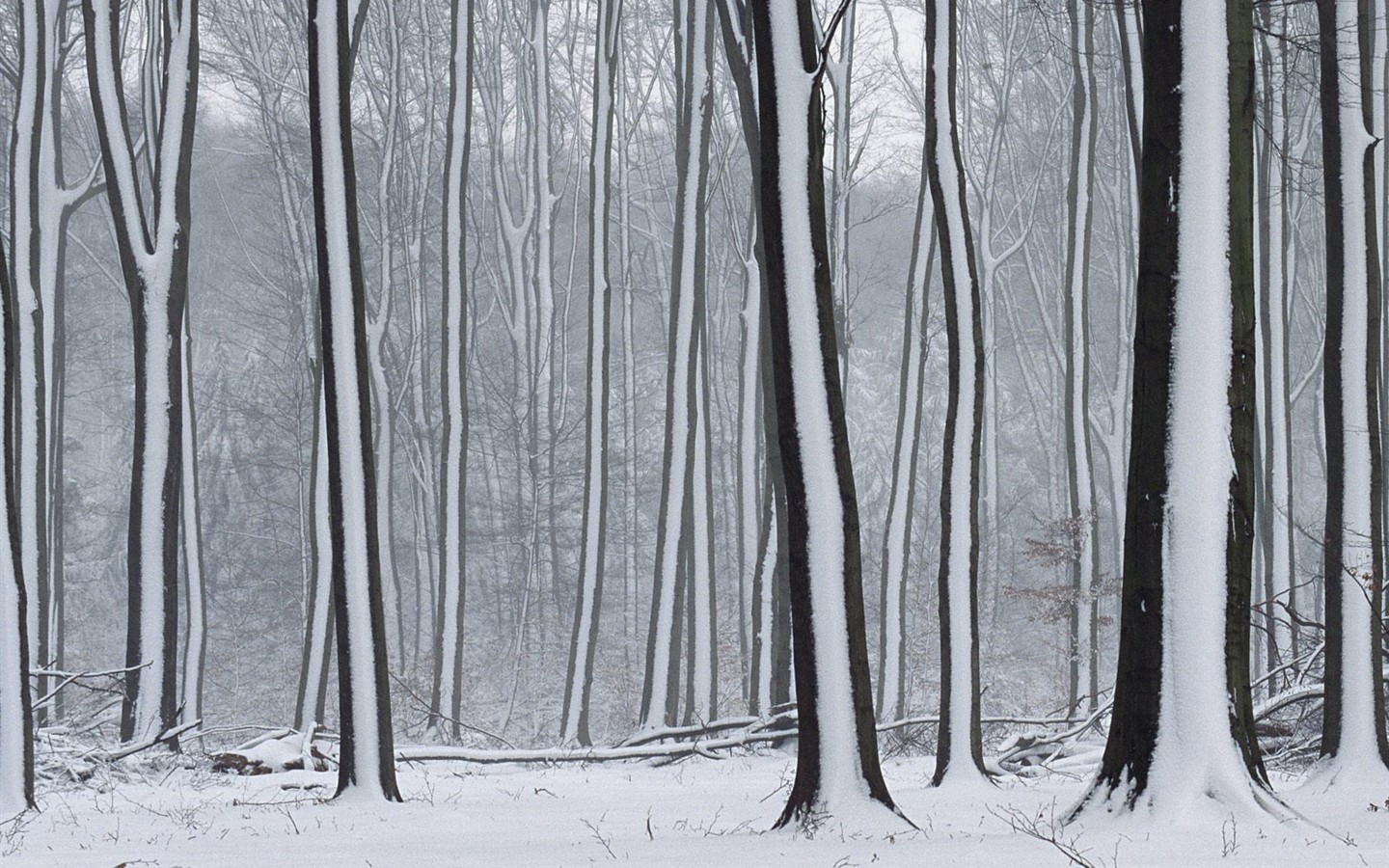 Sníh lesa tapetu (3) #13 - 1440x900