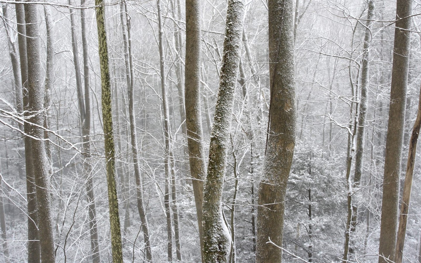 Sníh lesa tapetu (3) #14 - 1440x900