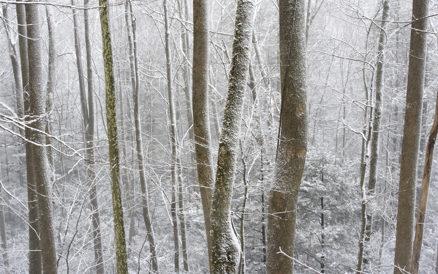 Nieve fondos de escritorio de los bosques (3) #14 - 1440x900