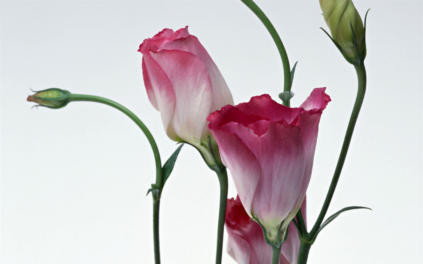 Flower Hintergrundbilder Selection (1) #2 - 1440x900