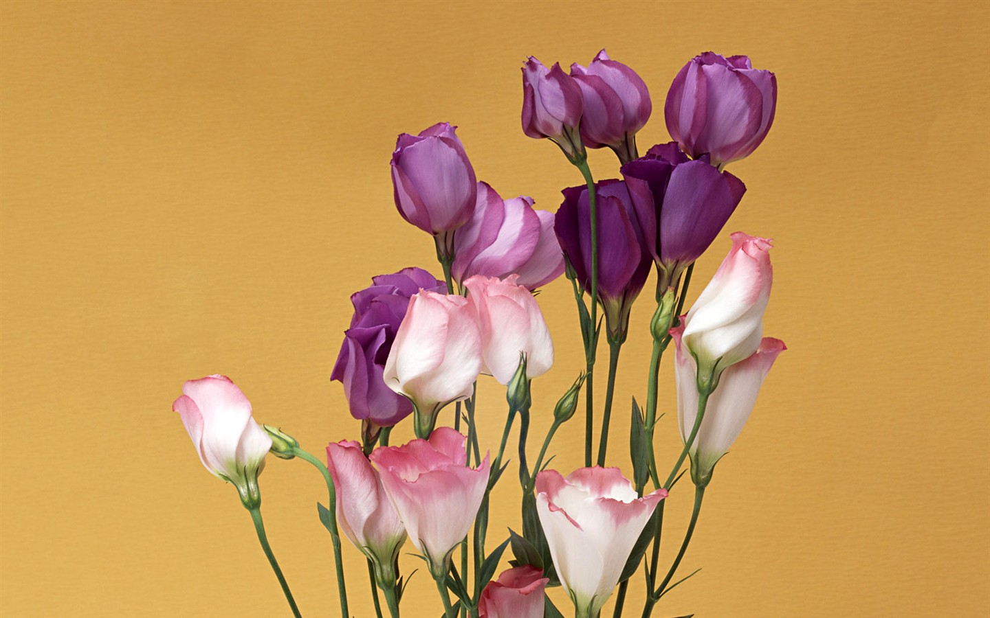 Flower Hintergrundbilder Selection (1) #3 - 1440x900