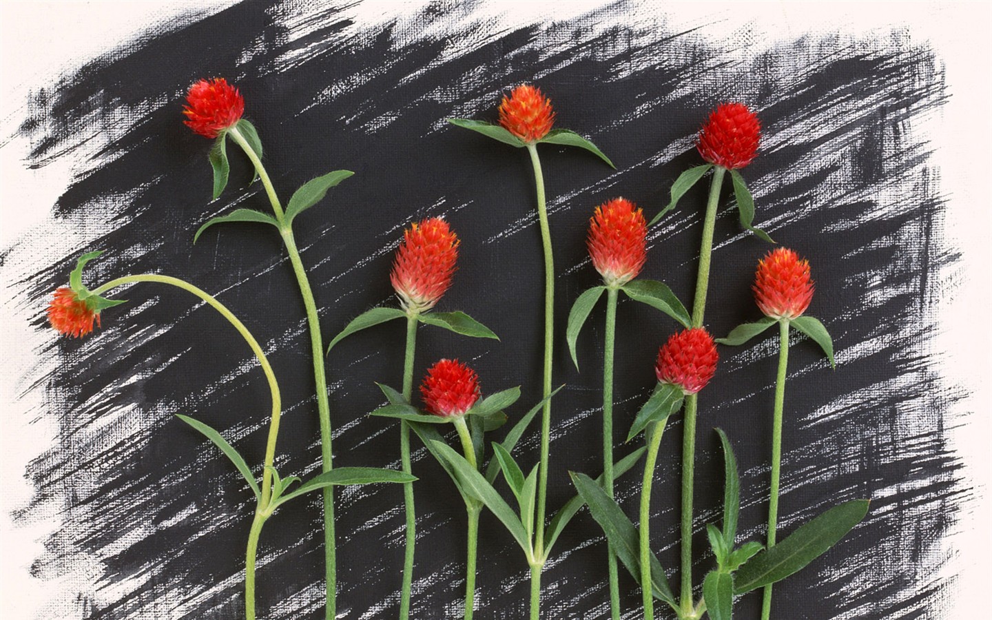 Flower Hintergrundbilder Selection (1) #17 - 1440x900