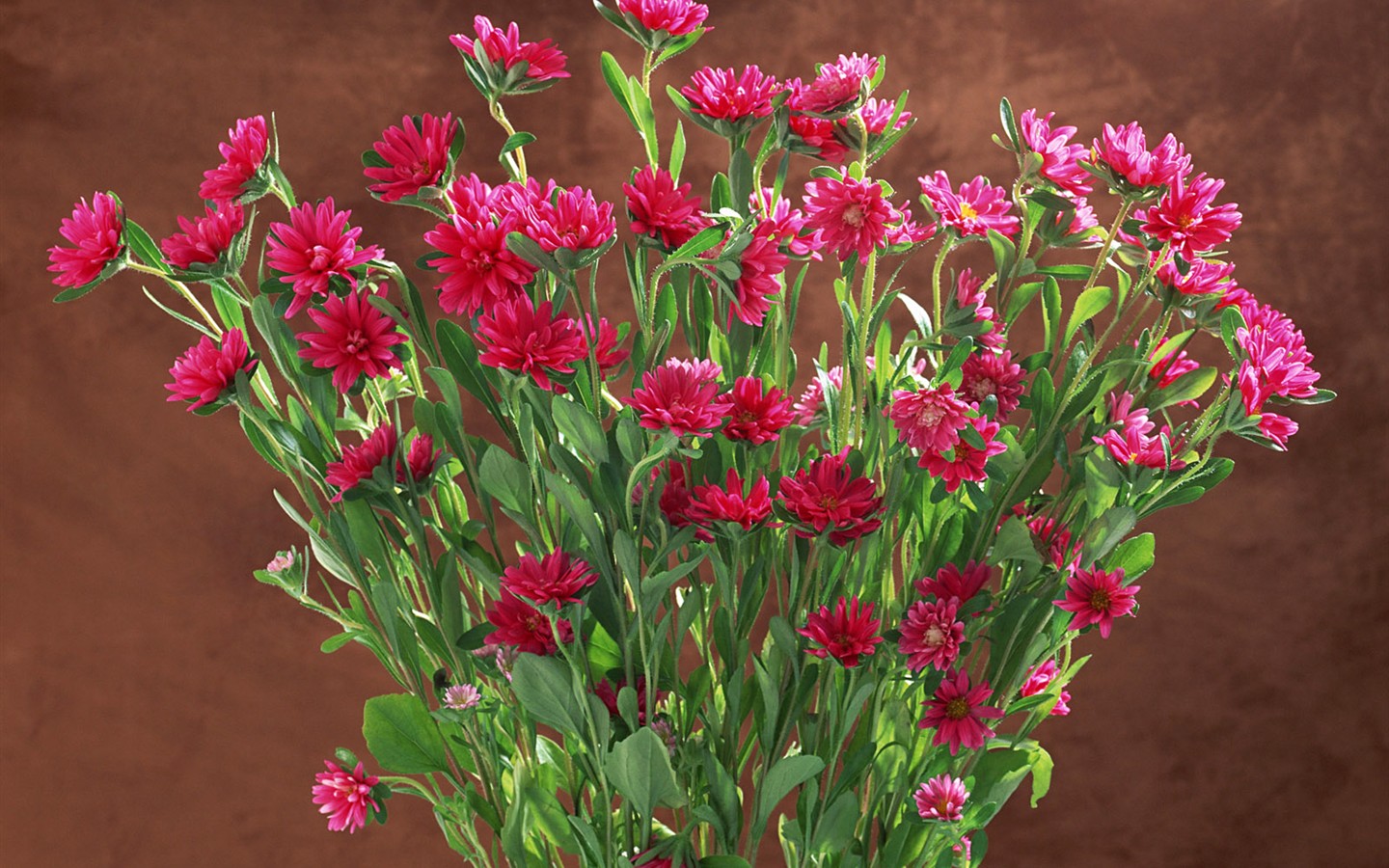 Květ Tapety na plochu výběr (1) #31 - 1440x900