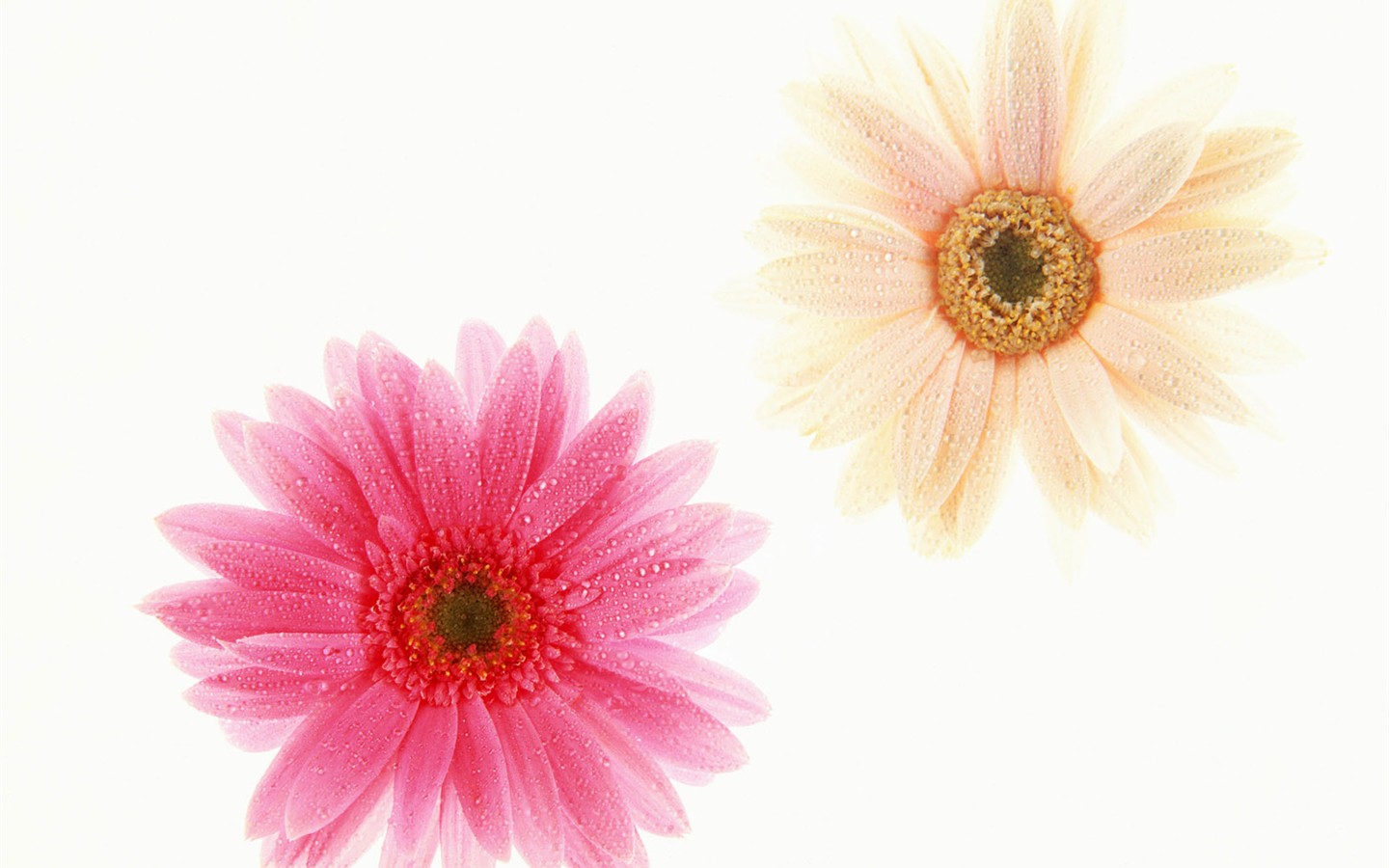 Flower Hintergrundbilder Selection (1) #34 - 1440x900