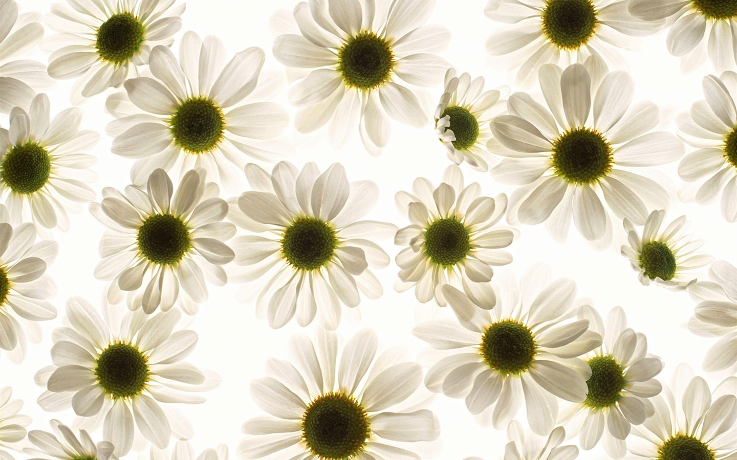 Květ Tapety na plochu výběr (1) #40 - 1440x900