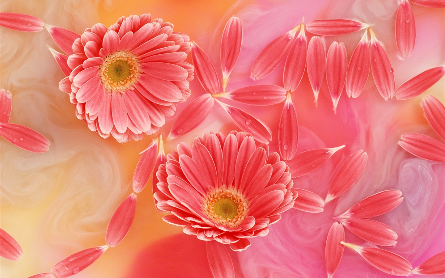 Flower Hintergrundbilder Selection (2) #9 - 1440x900