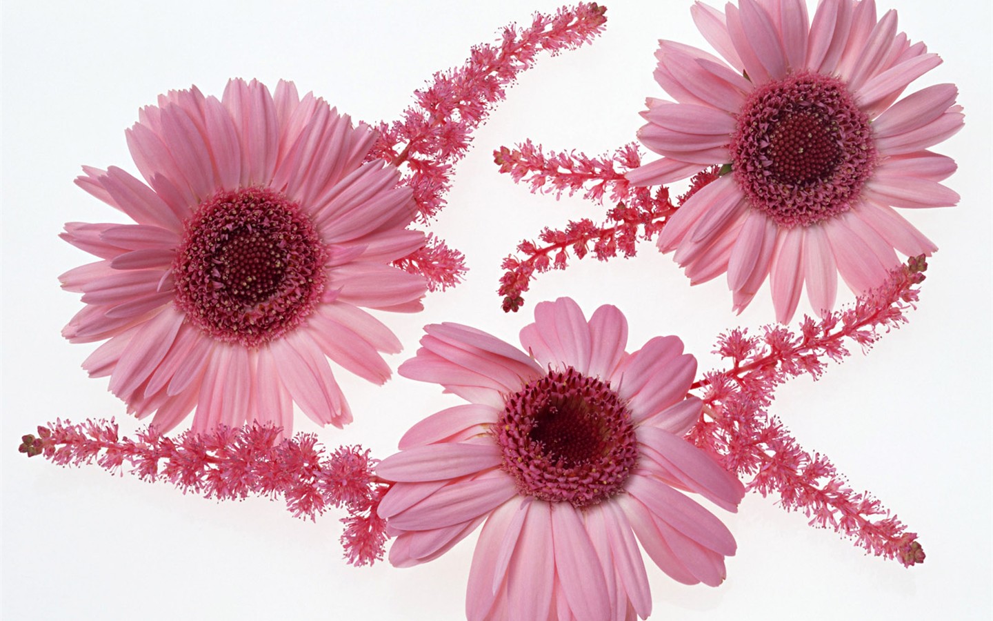 Flower Hintergrundbilder Selection (2) #12 - 1440x900
