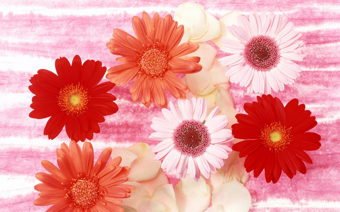 Flower Hintergrundbilder Selection (2) #36 - 1440x900