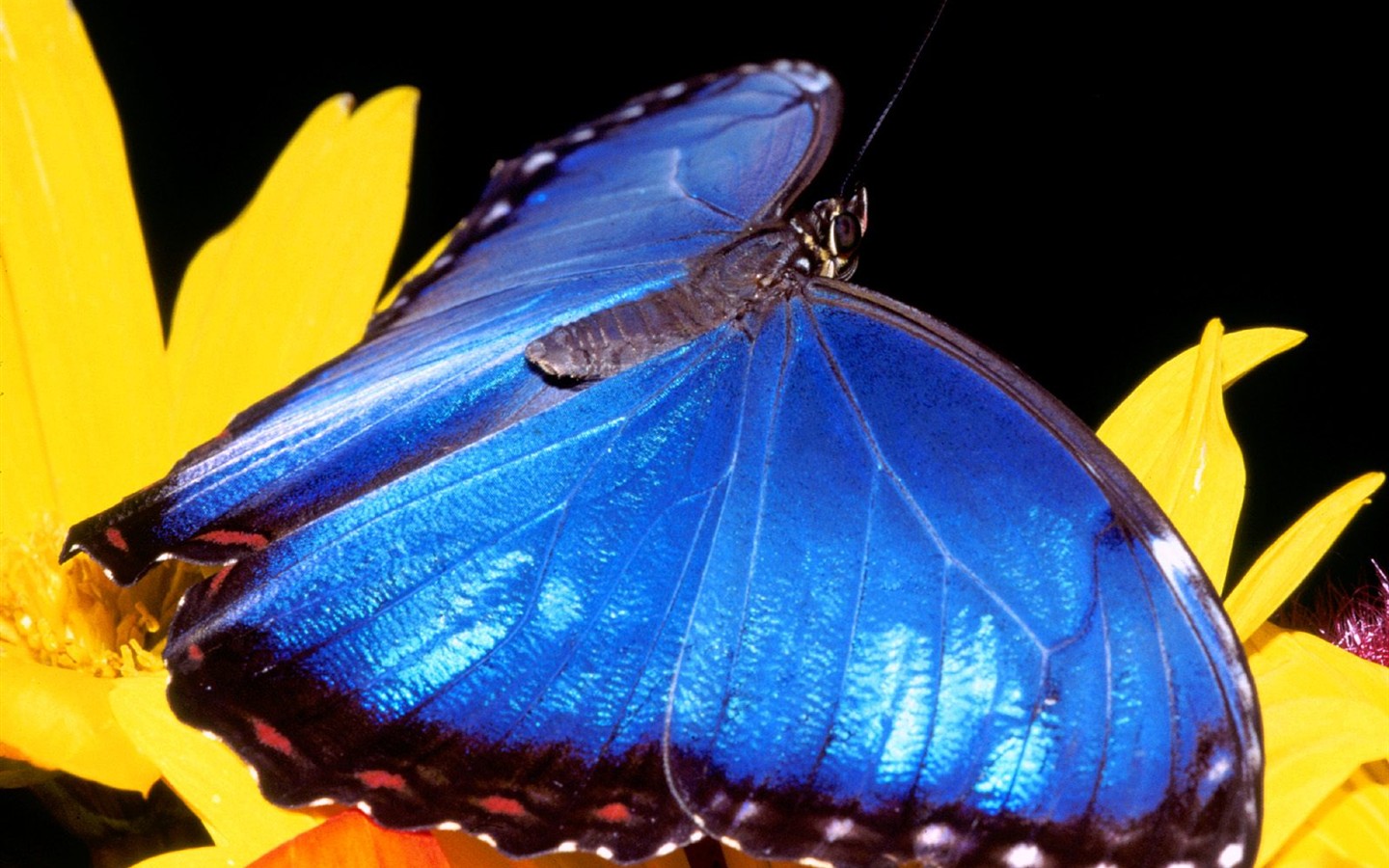Butterfly Foto tapety (2) #2 - 1440x900