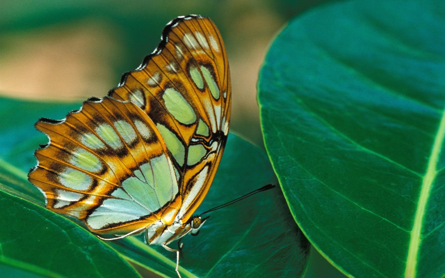 Fondo de pantalla de fotos de Mariposas (2) #10 - 1440x900