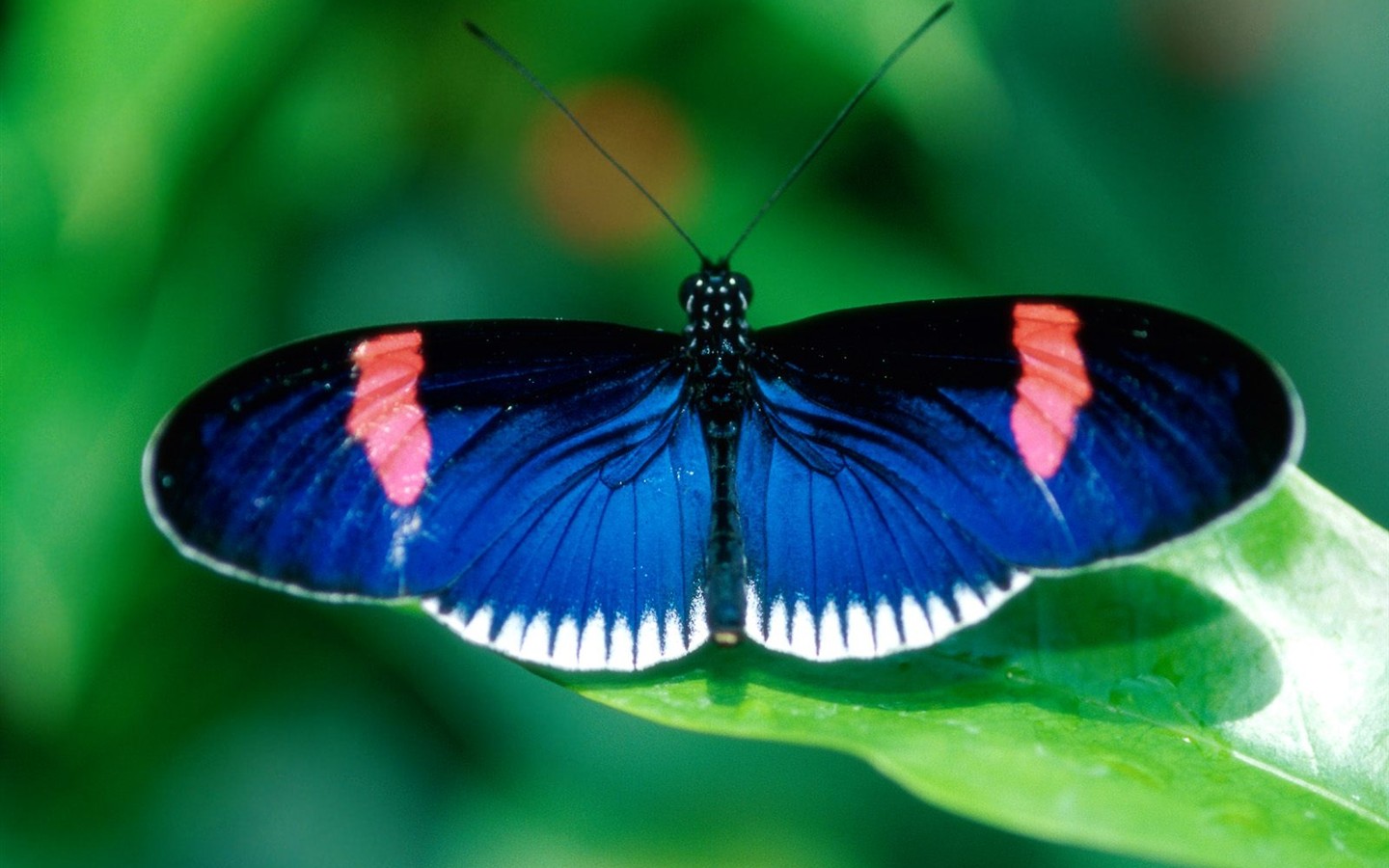 Fondo de pantalla de fotos de Mariposas (2) #13 - 1440x900