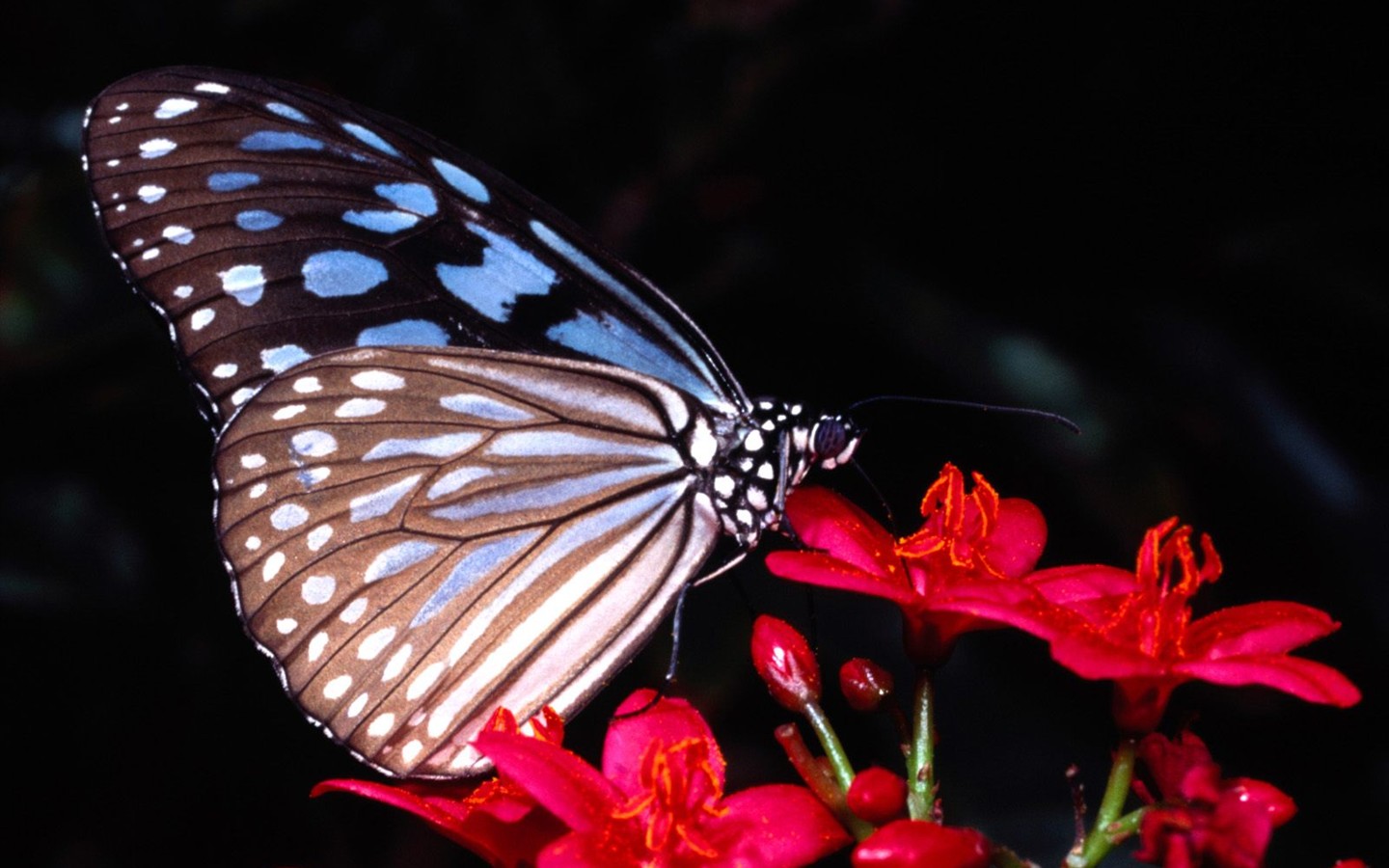Fondo de pantalla de fotos de Mariposas (2) #18 - 1440x900