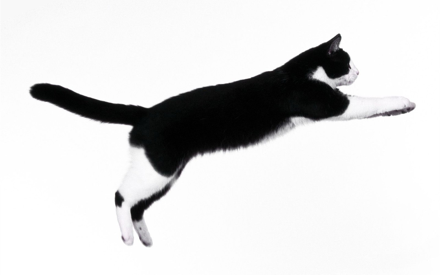 Cats Photo Wallpaper #5 - 1440x900