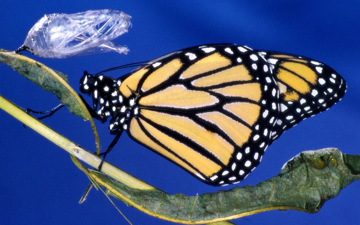 Fondo de pantalla de fotos de mariposas (1) #5 - 1440x900