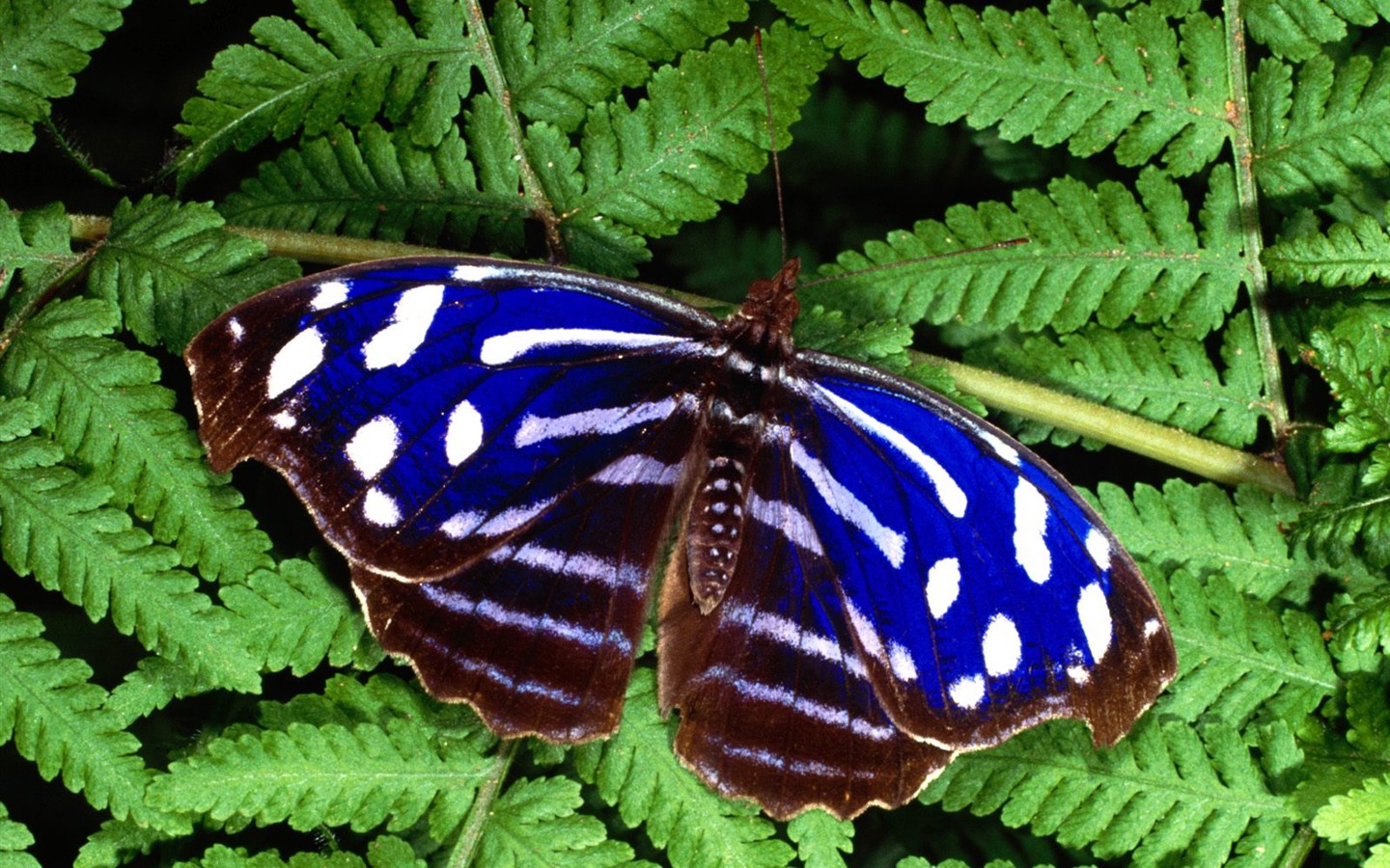 Бабочка Фото обои (1) #6 - 1440x900
