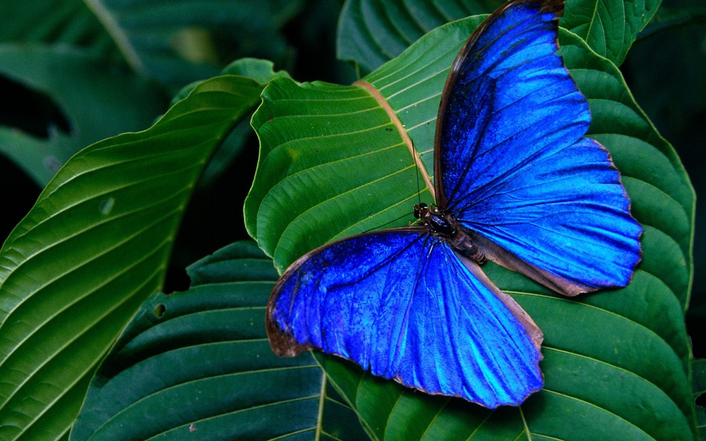 Fondo de pantalla de fotos de mariposas (1) #7 - 1440x900