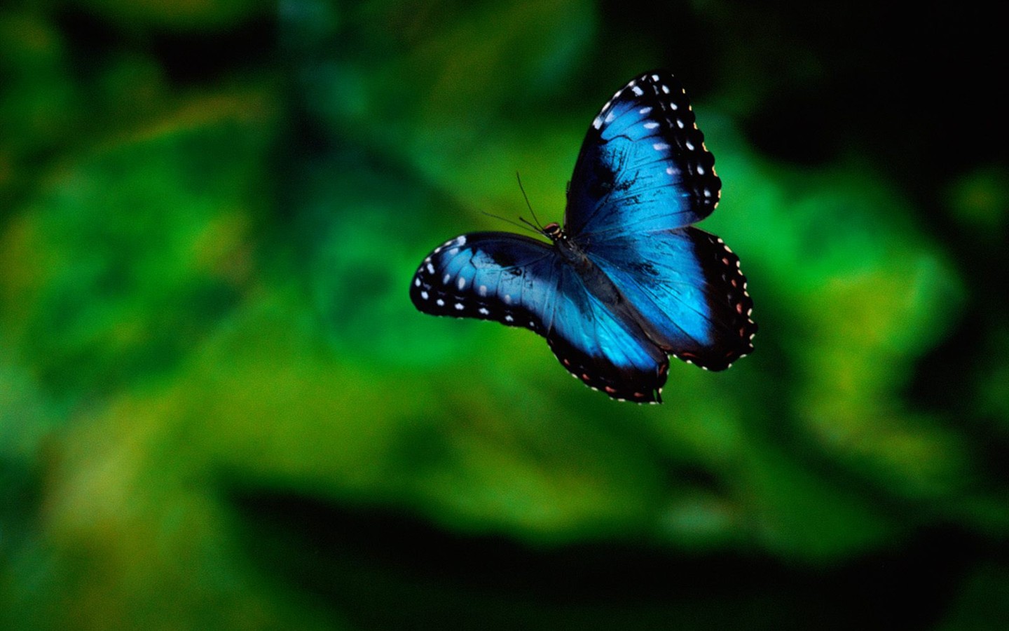 Butterfly Foto tapety (1) #9 - 1440x900