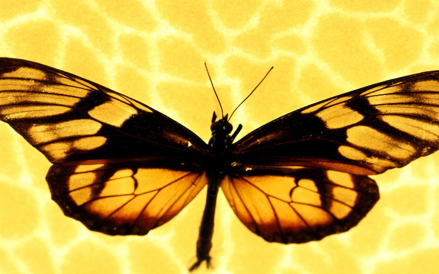 Бабочка Фото обои (1) #13 - 1440x900