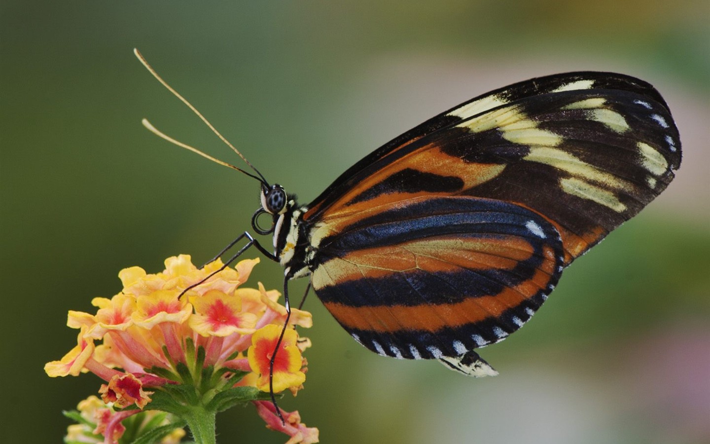 Fondo de pantalla de fotos de mariposas (1) #14 - 1440x900