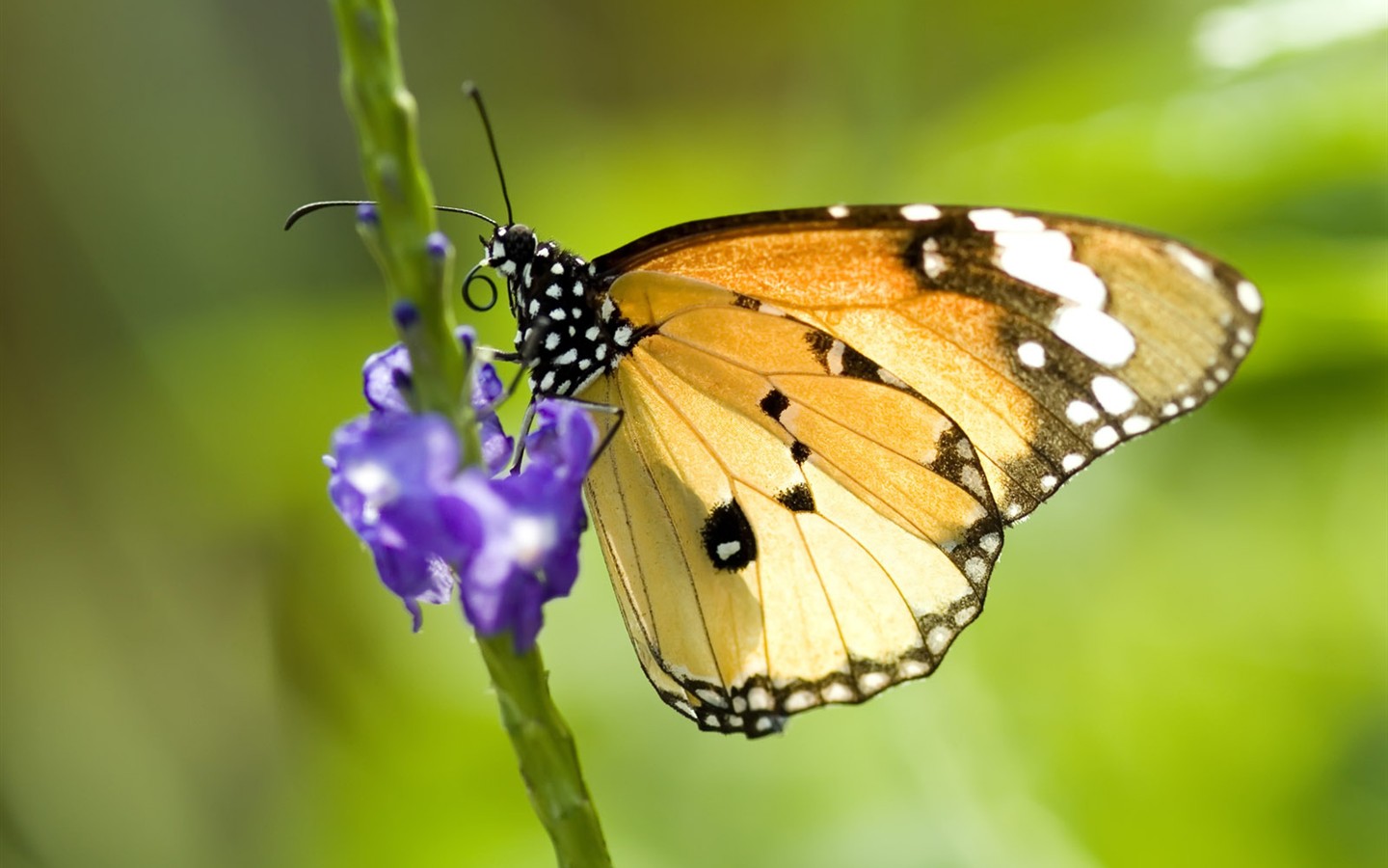 Fondo de pantalla de fotos de mariposas (1) #17 - 1440x900
