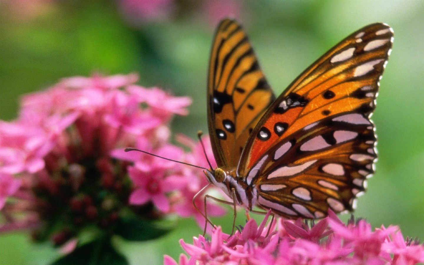 Fondo de pantalla de fotos de mariposas (1) #18 - 1440x900