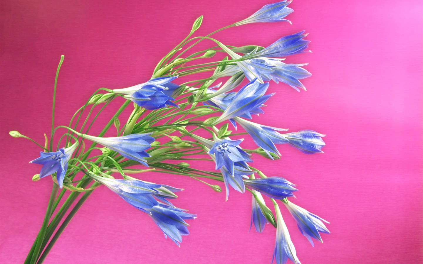 Květiny close-up (1) #9 - 1440x900