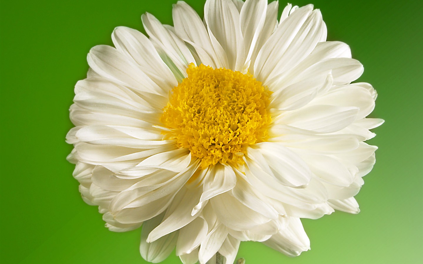 Květiny close-up (1) #10 - 1440x900
