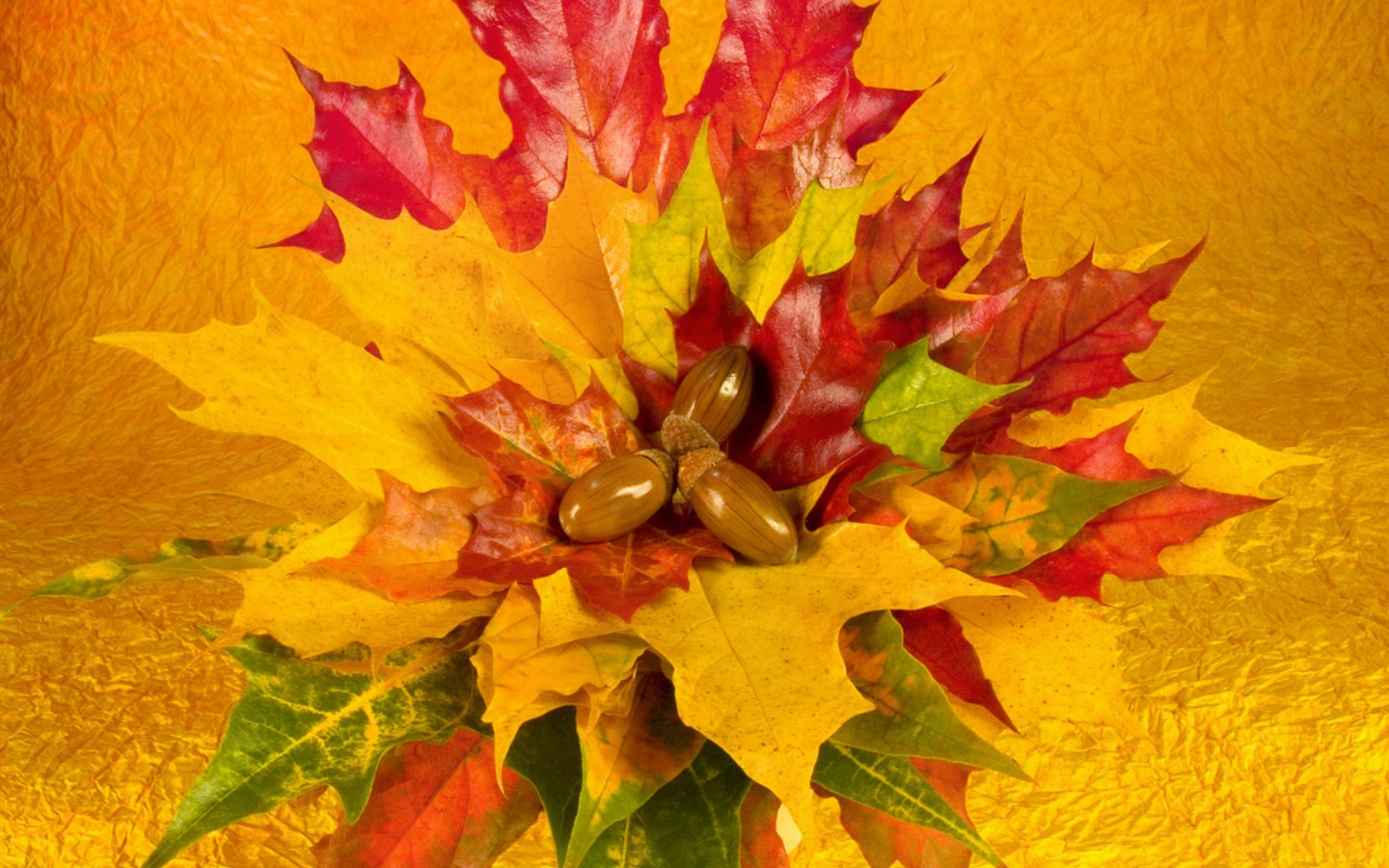 Květiny close-up (1) #16 - 1440x900