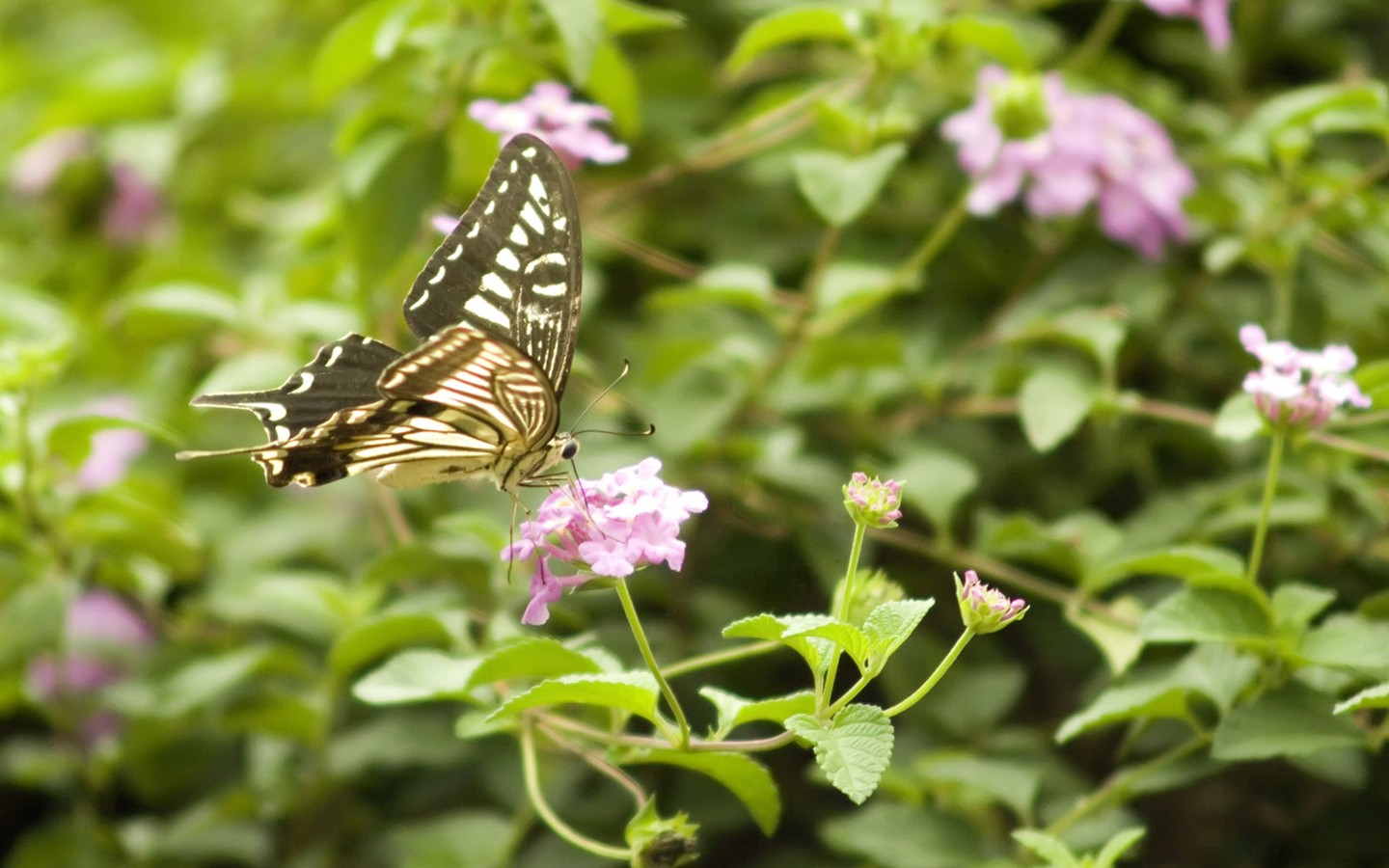 Butterfly Photo Wallpaper (3) #2 - 1440x900