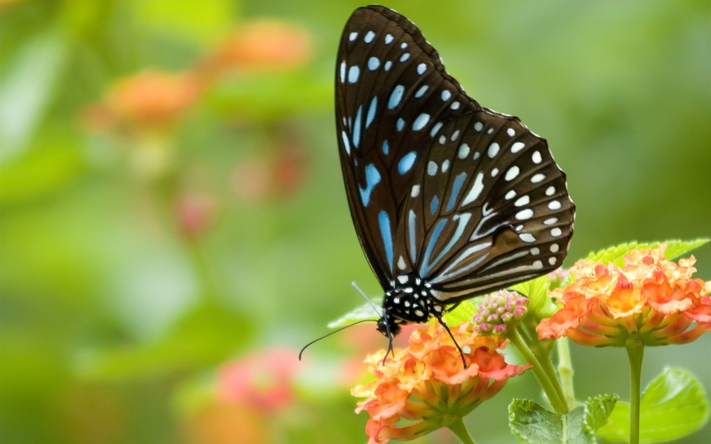 Butterfly Photo Wallpaper (3) #5 - 1440x900