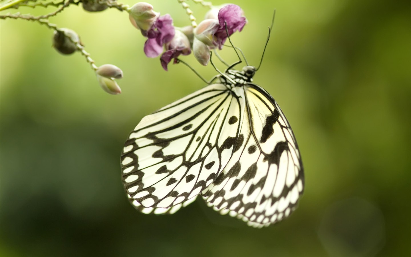 Бабочка Фото обои (3) #10 - 1440x900