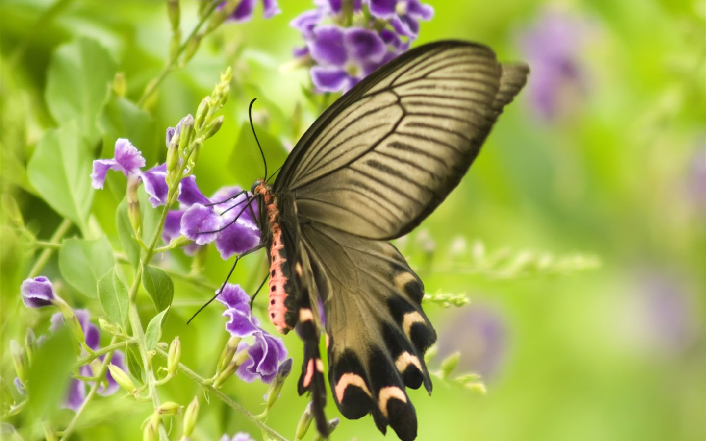 Fondo de pantalla de fotos de mariposas (3) #11 - 1440x900