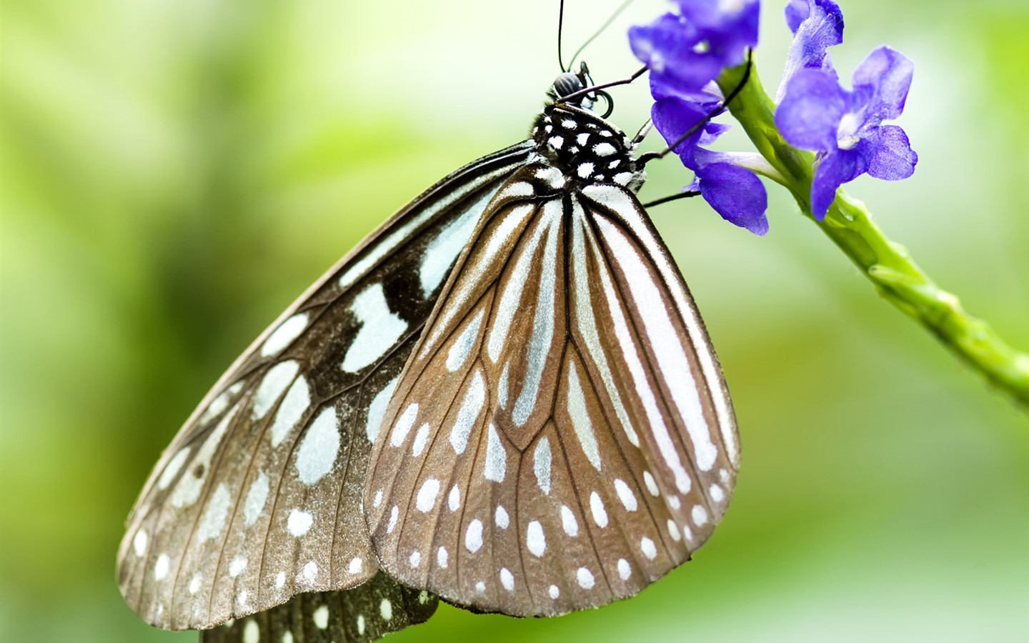 Fondo de pantalla de fotos de mariposas (3) #13 - 1440x900