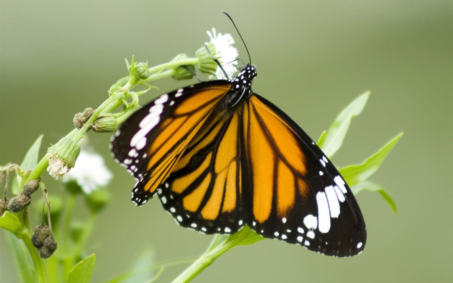 Fondo de pantalla de fotos de mariposas (3) #14 - 1440x900