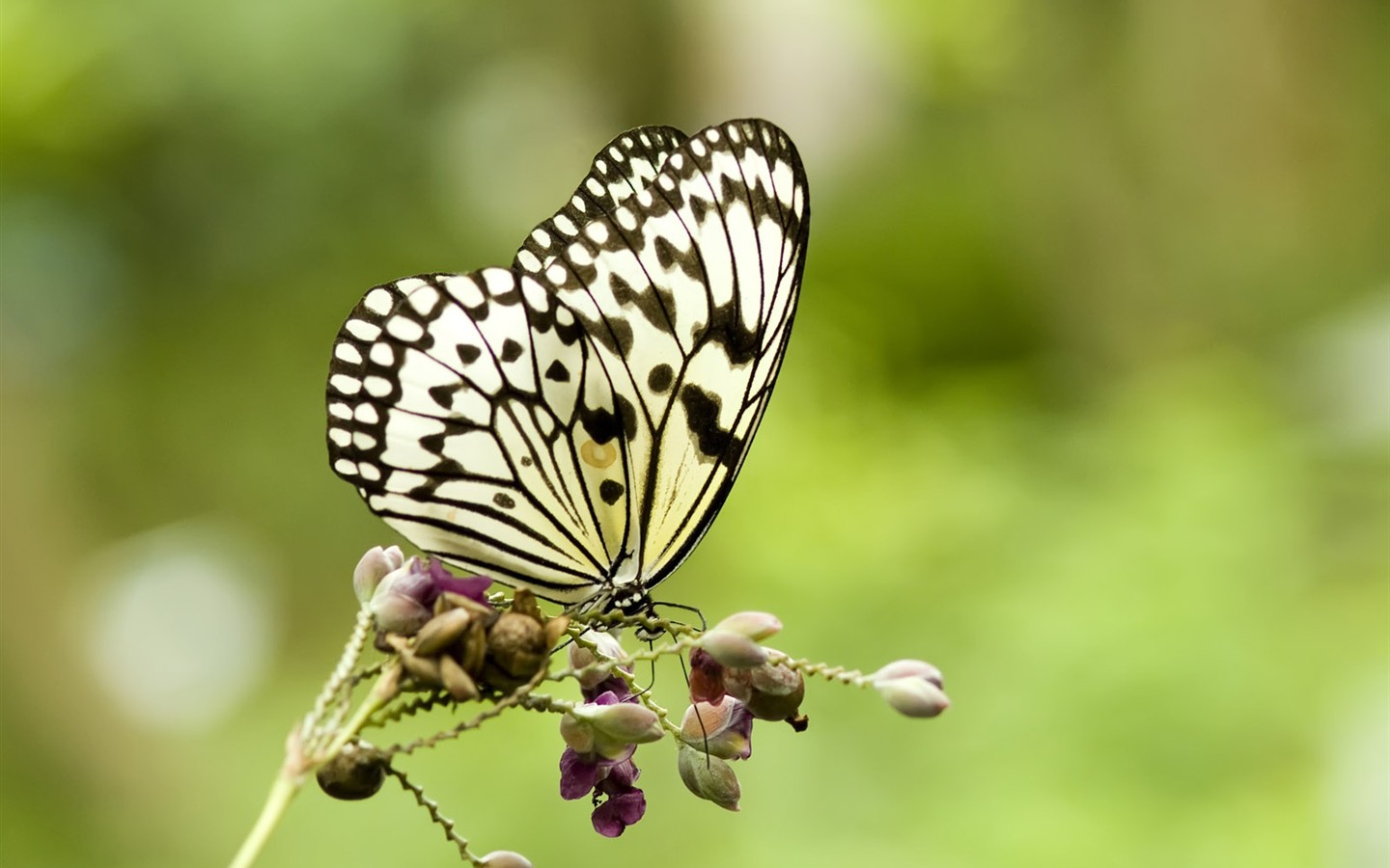 Fondo de pantalla de fotos de mariposas (3) #16 - 1440x900