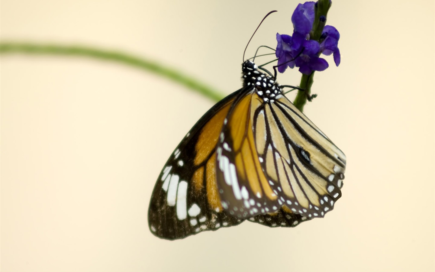 Butterfly Photo Wallpaper (3) #17 - 1440x900