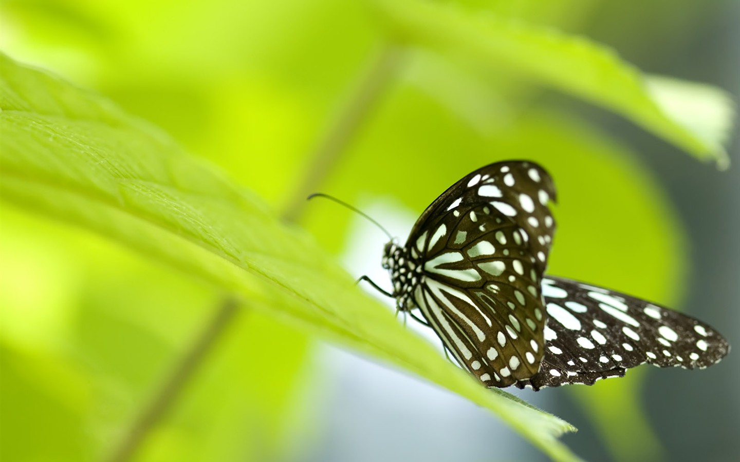 Fondo de pantalla de fotos de mariposas (3) #19 - 1440x900