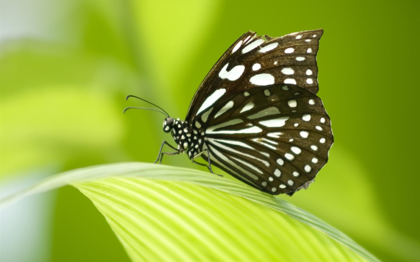 Бабочка Фото обои (3) #20 - 1440x900