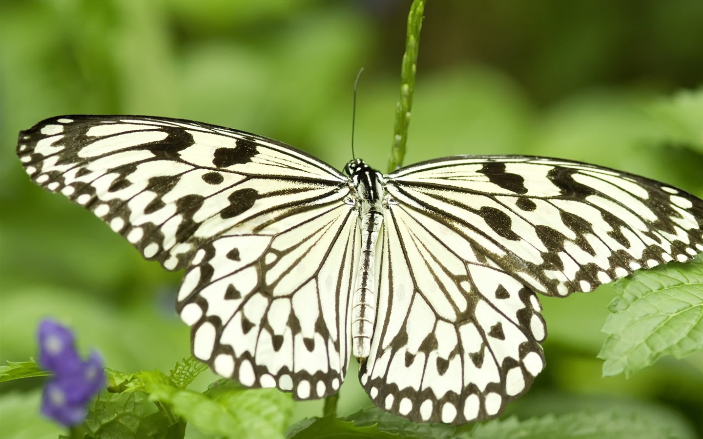 Fondo de pantalla de fotos de mariposas (3) #21 - 1440x900
