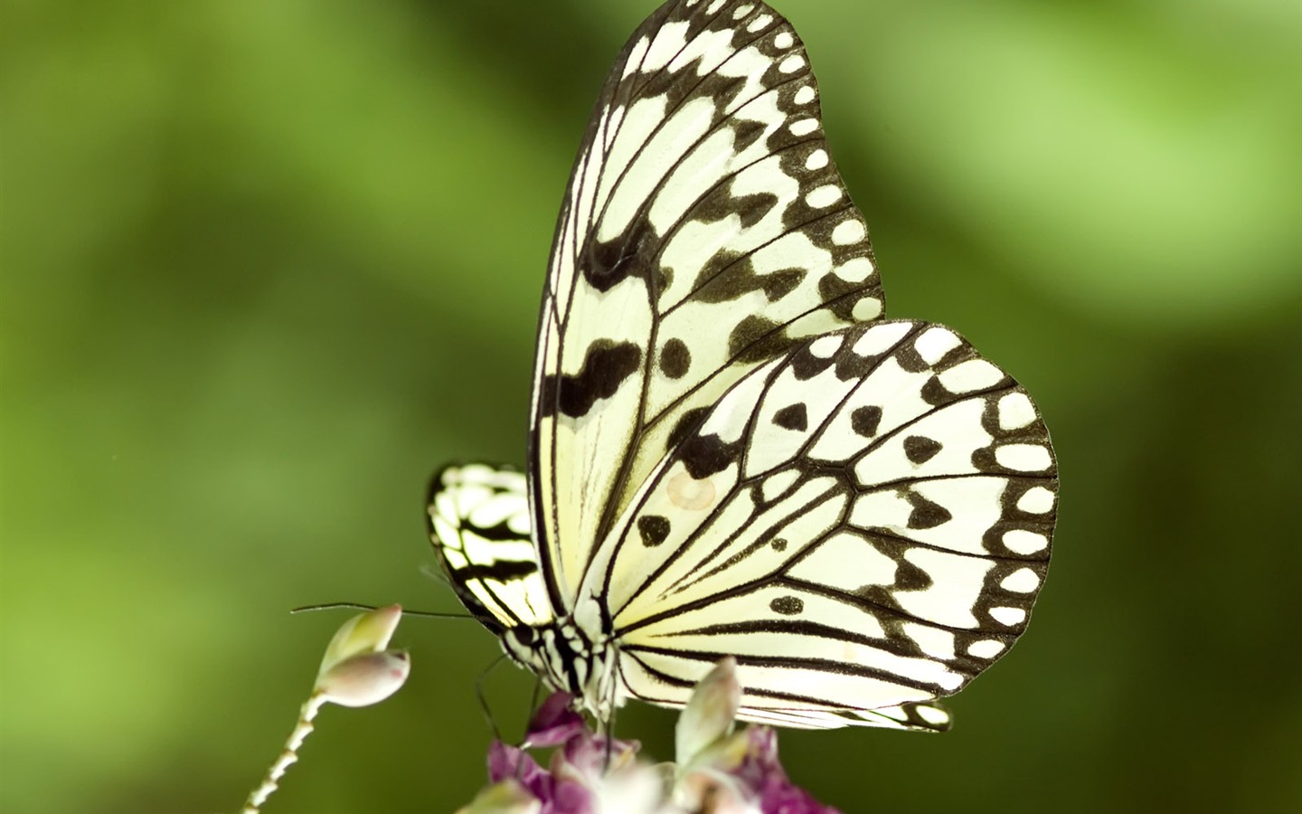 Fondo de pantalla de fotos de mariposas (3) #28 - 1440x900