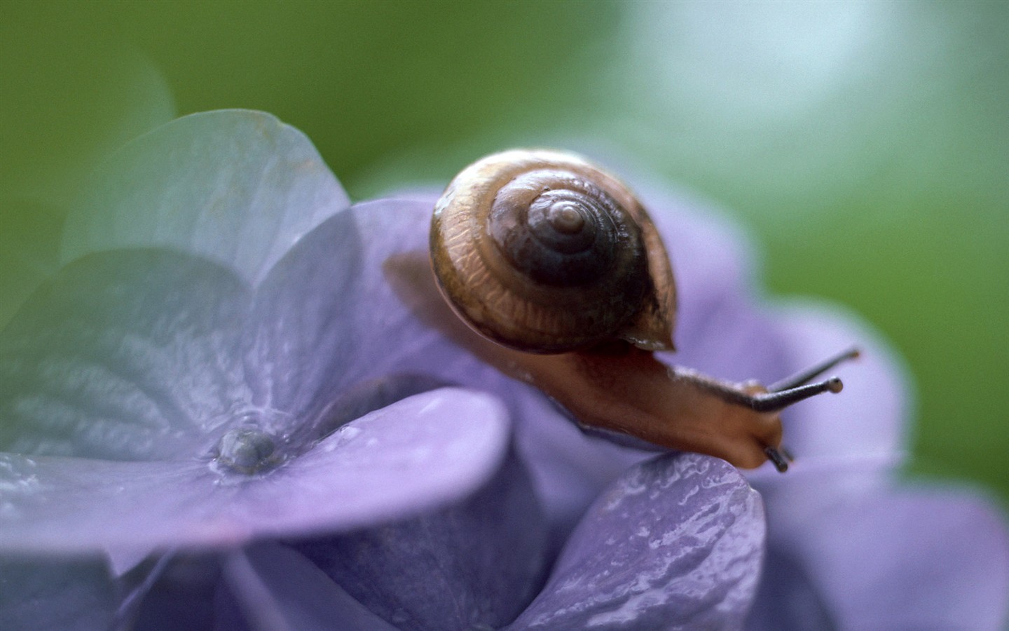 昆虫特写4,蜗牛 - 1440x900